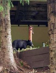 Keep your eyes out for Smoky Mountain Black bears. at Smokies Summit View in Gatlinburg TN